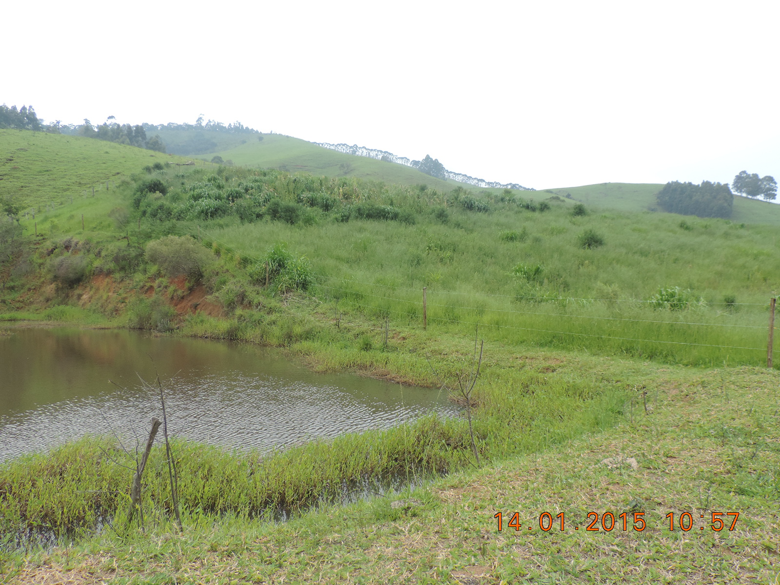 Diferença de pasto - Lado esquerdo (Pasto convencional), lado direito (Manejo Ecológico de Pastagem)