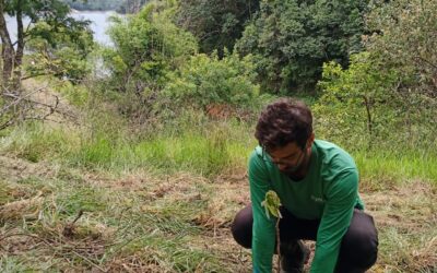 Parceria com plataforma de doação de árvores ajuda na restauração do Sistema Cantareira e combate às mudanças climáticas