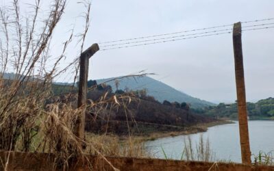 Incêndios florestais e as perdas irreparáveis