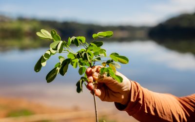 Produtores rurais da APA do Sistema Cantareira podem receber até R$ 13 mil por hectare em projeto de restauração e proteção de nascentes